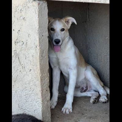 TIGROTTO E PIKACHU CUCCIOLI IN ADOZIONE - Foto 8
