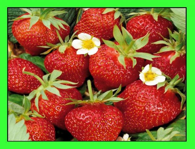 Fragole rifiorenti e rare - Foto 2