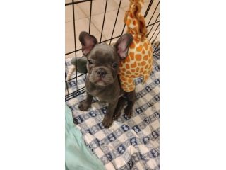 vendo cucciolo bulldog francese esotico