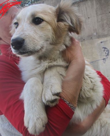 BLONDIE E BILLY, cuccioli gioiosi - Foto 5