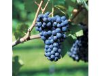 Vigneti BARBERA - MOSCATO e altri