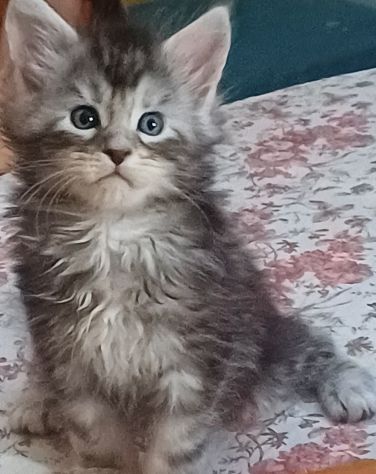 Maine coon cuccioli bellissimi - Foto 3
