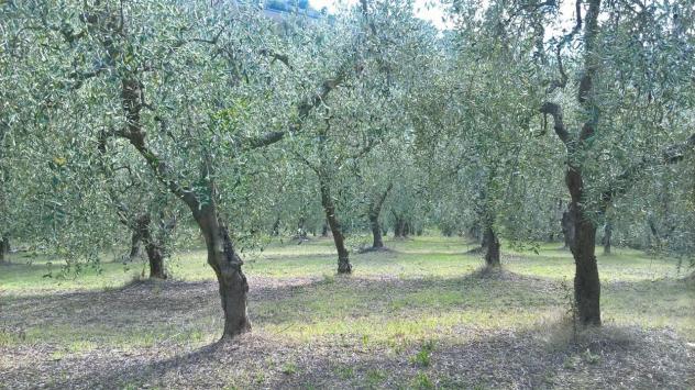 Uliveto in vendita a Lugnano in Teverina - Foto 2