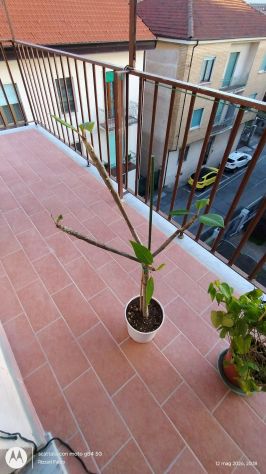 PIANTA Plumeria (Frangipani) - Foto 2