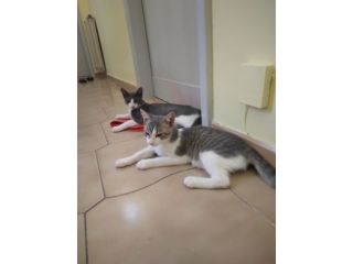 Gattini