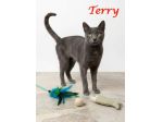 TERRY, adorabile micia in adozione!