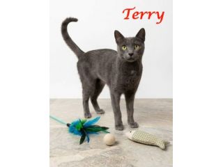 TERRY, adorabile micia in adozione!