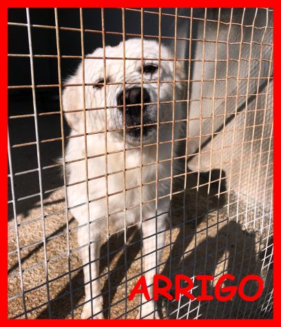 CAGNOLINI ARRABBIATI SOLI IN CANILE CERCANO CASA - Foto 5