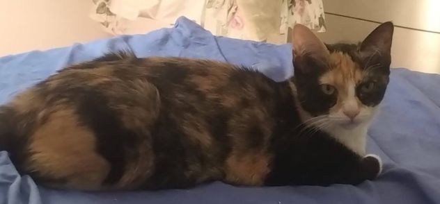 Sula gattina - Foto 2