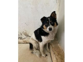 FLO' CAGNOLINA IN ADOZIONE