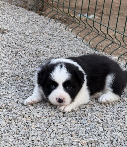Selezionati Border Collie con pedigree - Foto 5