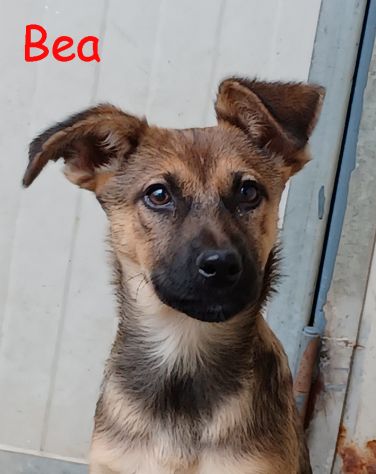Melody e Bea, dolci cucciole in adozione - Foto 6