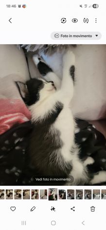 Gatti - Foto 7