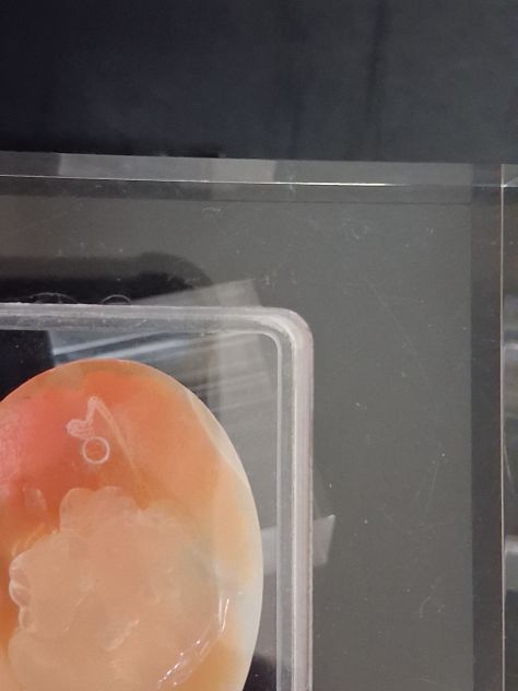 Grande Cammeo Volto di Dama , firmato sul retro posto in custodia e supporto il - Foto 3