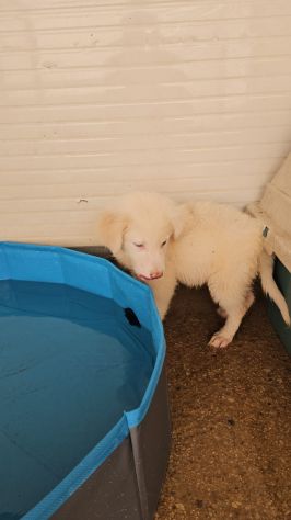Lella: 3 mesi taglia media - Foto 3