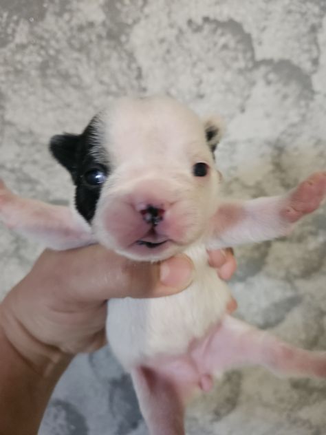 Bulldog francese femmina