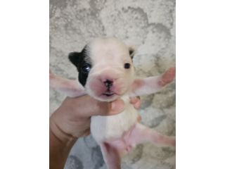 Bulldog francese femmina