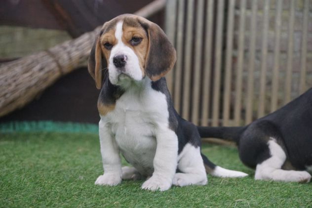 BEAGLE CUCCIOLI SPLENDIDI CON PEDIGREE - Foto 4