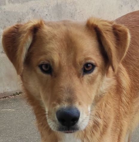 ZACK E FABER IN RECLUSIONE SENZA COLPA. CAGNOLINI IN ADOZIONE