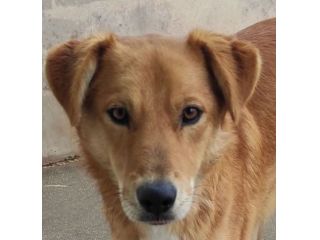 ZACK E FABER IN RECLUSIONE SENZA COLPA. CAGNOLINI IN ADOZIONE