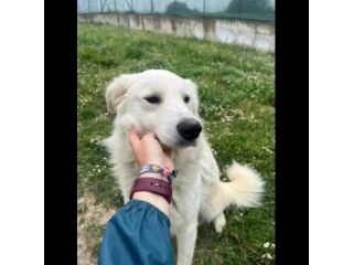 GERICO SPLENDIDO PMA PRIGIONIERO IN CANILE, CANE IN ADOZIONE