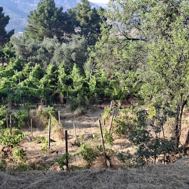 Terreno in vendita a Castiglione di Sicilia - Foto 8