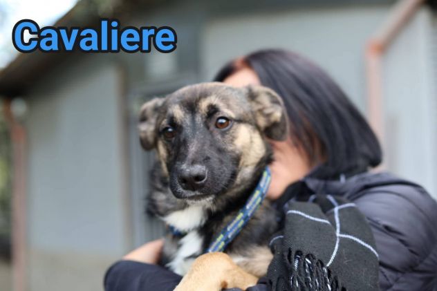 LORICA E CAVALIERE CUCCIOLI IN ADOZIONE - Foto 4