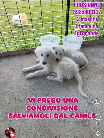 SPLENDIDI CUCCIOLI PMA IN ADOZIONE - Foto 8