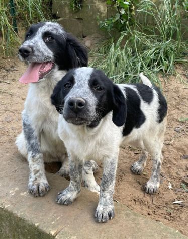 ROY E CARRIE CUCCIOLI 4 MESI taglia media SONO IN CANILE - Foto 4
