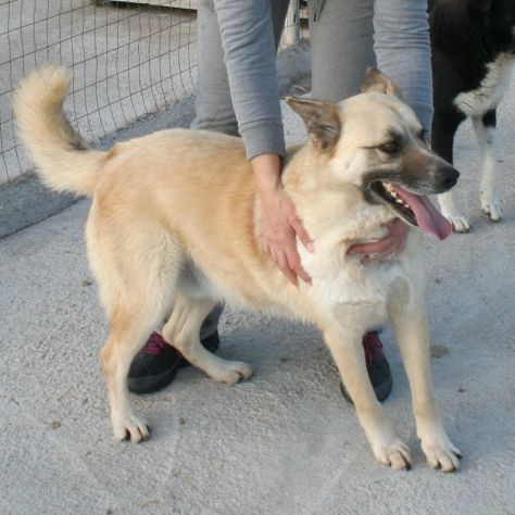Dolcissimi cagnolini taglia piccola e media - Foto 3
