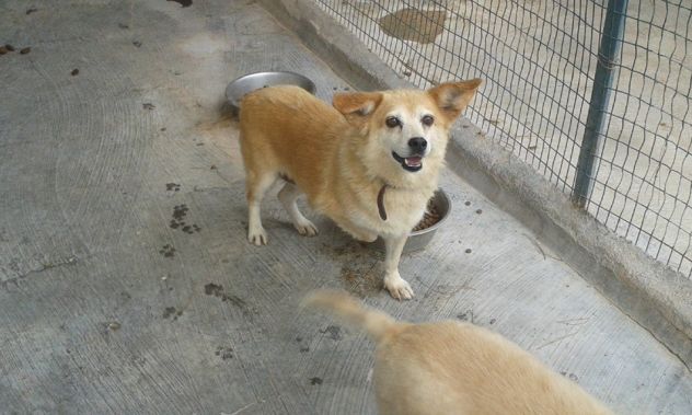 SANDY E TRILLY, due micro cagnoline - Foto 2