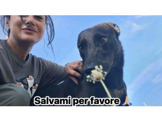 EBONY CATTURA IL CUORE CANE IN ADOZIONE