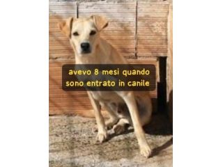 LOC 2 ANNI 12 KG circa