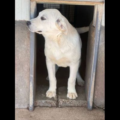ALISEO, UN SOFFIO DI DOLCEZZA, CUCCIOLO IN ADOZIONE - Foto 4