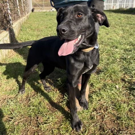 POPPY DELIZIOSA E GIOIOSA, SIMIL LABRADOR CANE IN ADOZIONE - Foto 6