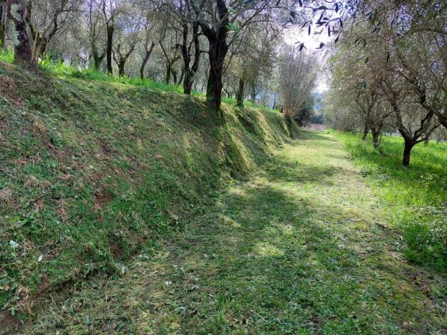 TERRENO AGRICOLO di 10000 mq (CAMAIORE - pieve di camaiore) rif. 1001 - Foto 4