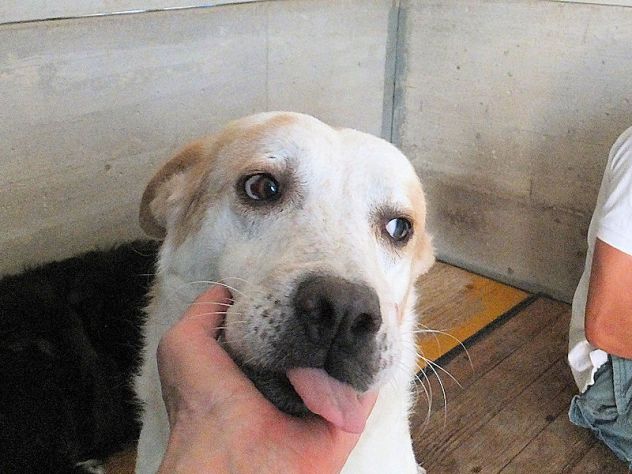 Itaca cagnolina gentile - Foto 9