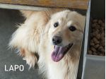 Lapo il biondo