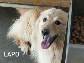 Lapo il biondo