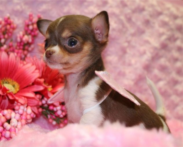 CHIHUAHUA TOY CUCCIOLI- pagamento fino a 12 mesi - Foto 2