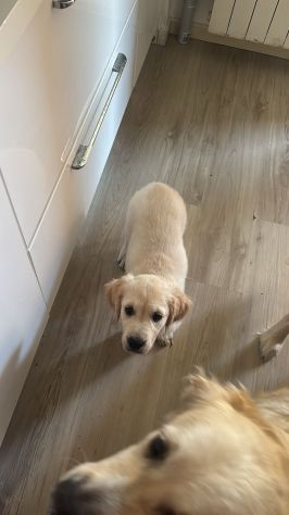Cucciola di Golden Retriever color crema Kate - Foto 2
