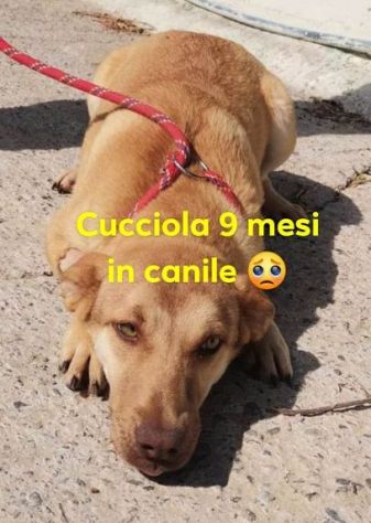GRACE ormai ha 1anno ancora in canile! SUD