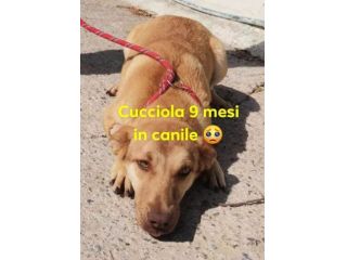 GRACE ormai ha 1anno ancora in canile! SUD