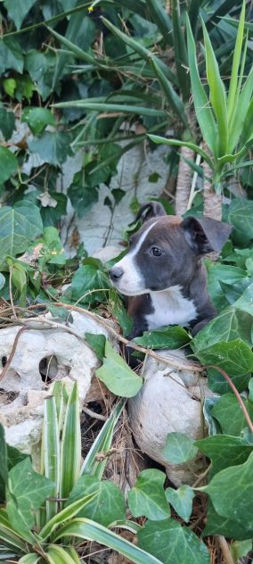 Cuccioli Allevamento Amstaff in Puglia Bari Lecce Taranto Brindisi Foggia - Foto 3