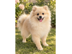 Volpino di pomerania