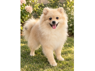 Volpino di pomerania