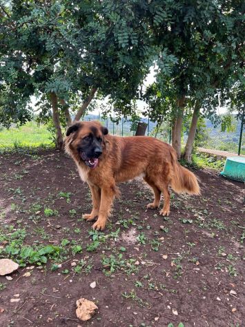 Gibbo simil Leonberger - Foto 4