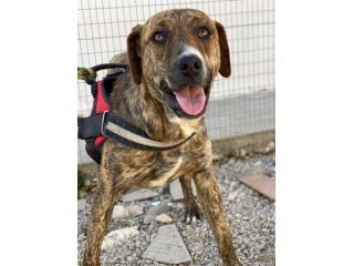 Schenny rimasta da sola in canile senza le sue sorelle