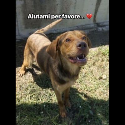 LENNON UNA DOLCEZZA DA SALVARE CANE IN ADOZIONE - Foto 4