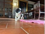 Border collie di alta genealogia